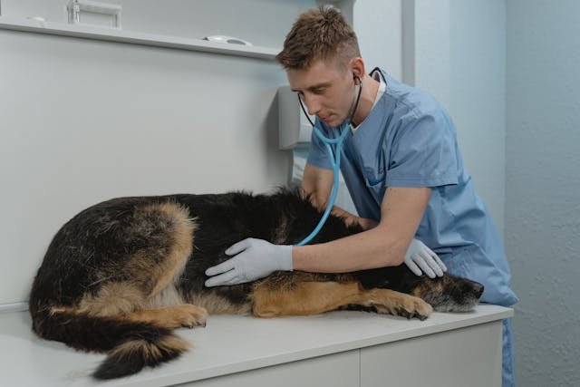 Assurance animaux